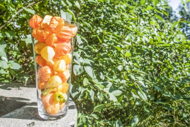 Bir vazo Physalis tam
