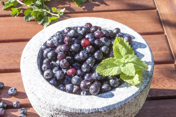 Bush blueberries vaccinium corymbosum — Stock Photo, Image