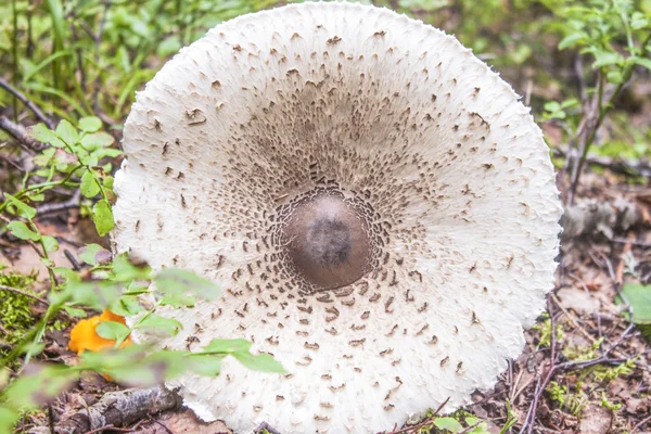 堕落的阳伞蘑菇 — 图库照片