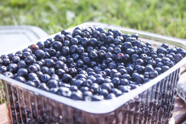 Blueberries vaccinium myrtillus — Stock Photo, Image