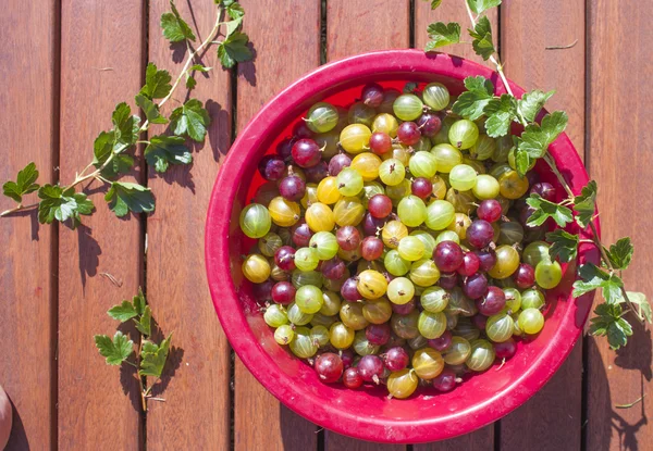 Gooseberries — Stock fotografie