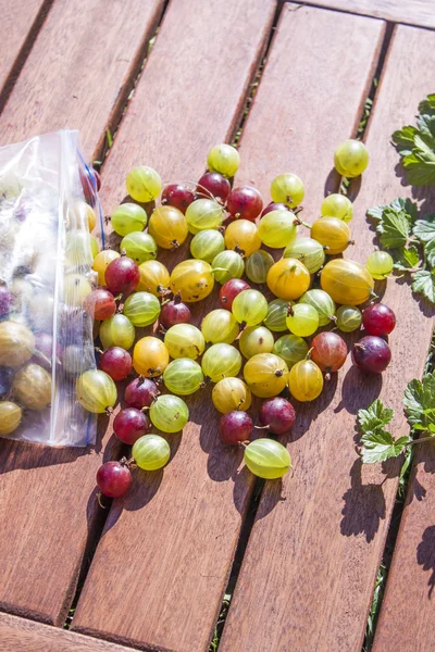 Stachelbeeren pflücken — Stockfoto