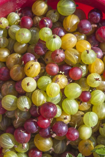 Ribes uva-crispa gooseberries — Stock Photo, Image