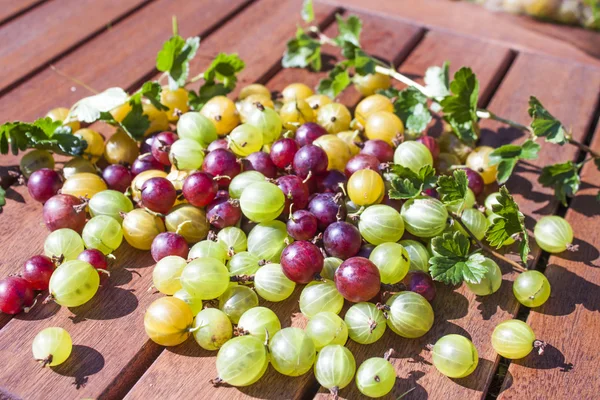 Angrešt Ribes uva-crispa — Stock fotografie