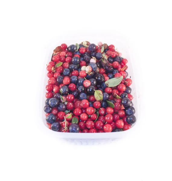Lingonberries and blueberries isolated — Stock Photo, Image