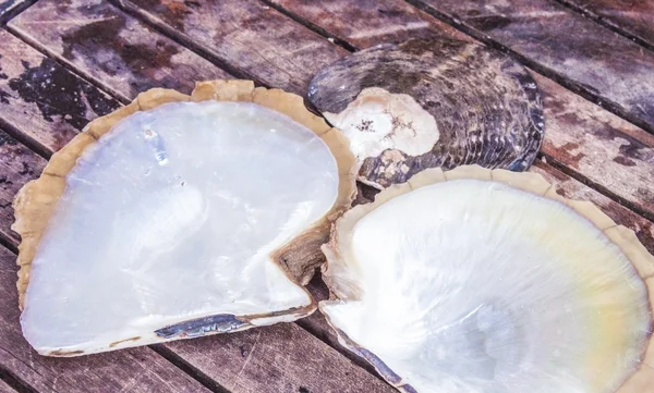 Few shiny oyster shells — Stock Photo, Image