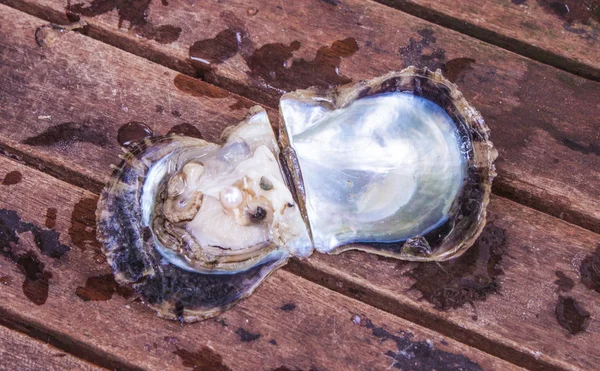Pearl in oyster — Stock Photo, Image