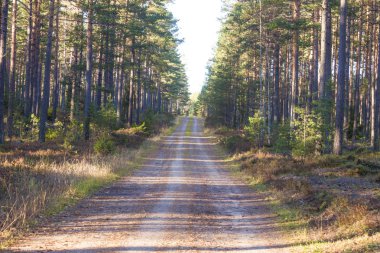 Bir sonbahar yolundaki forrest
