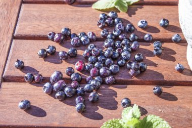 Yaban mersini vaccinium corymbosum