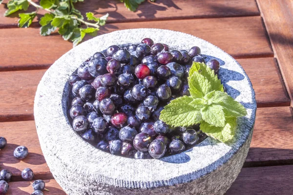 Bush blueberries, vaccinium corymbosum — Stock Photo, Image