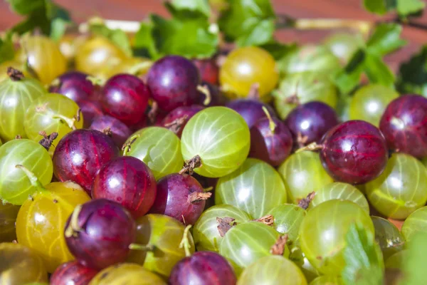 Ribes amarelos, verdes e vermelhos uva-crispa — Fotografia de Stock