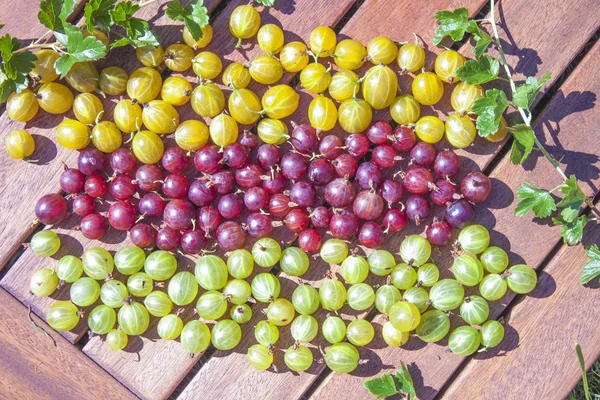 Bagas espinhosas, ribes uva-crispa — Fotografia de Stock