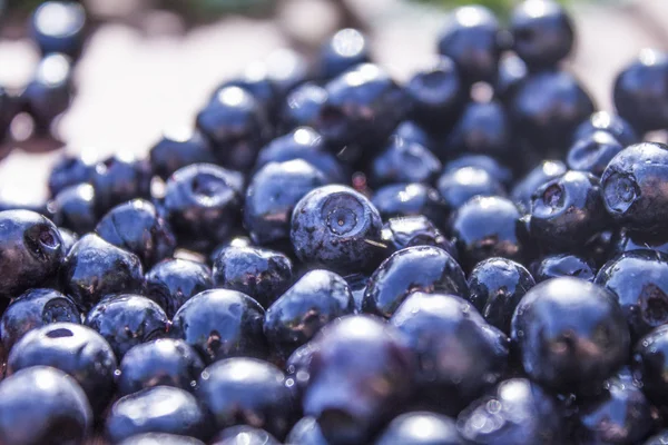 Fresh blueberries, Vaccinium myrtillus — Stock Photo, Image