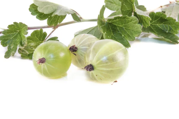 Gooseberry hijau pohon, ribes uva-crispa — Stok Foto