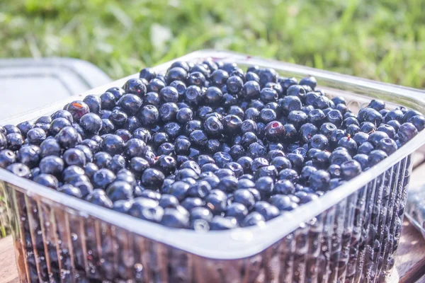 Plastic box full of blueberries, vaccinium myrtillus — Stock Photo, Image