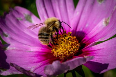 Yaz güneşinin son saatlerinde, bir çiçeğin üzerinde bir yaban arısı