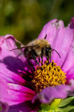 Yaz güneşinin son saatlerinde, bir çiçeğin üzerinde bir yaban arısı