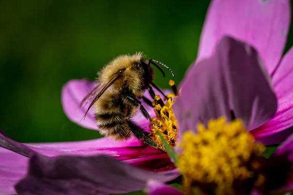 Humla Blomma Sensommarens Solsken — Stockfoto