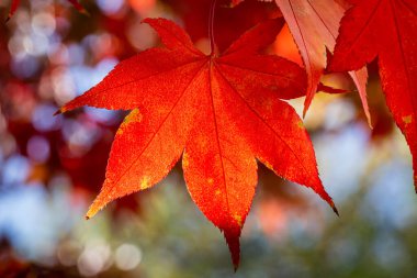 Renkli Akçaağaç Yaprakları Sonbahar Güneşi 'nde