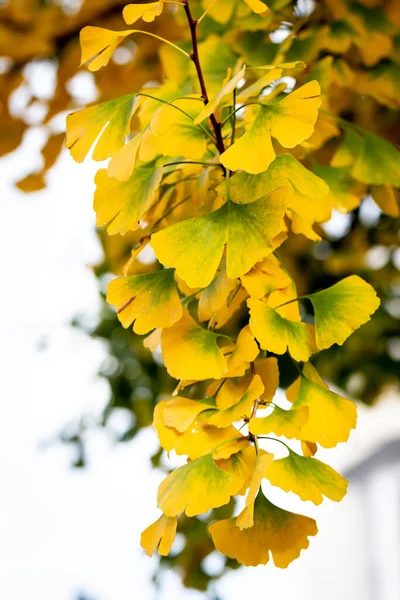 Leaves on a ginkgo/maidenhair tree changing colour in autumn