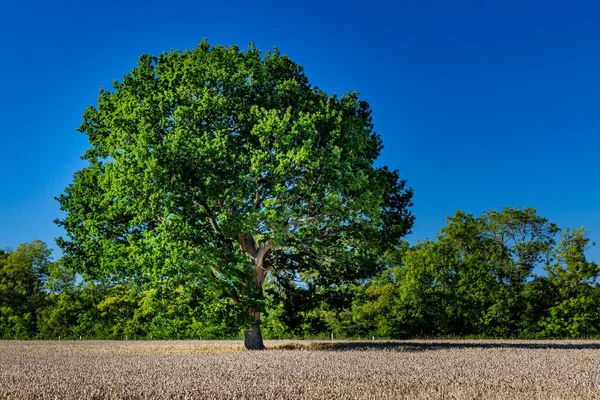 Дерево Поле Зерновых Культур Летним Солнцем — стоковое фото