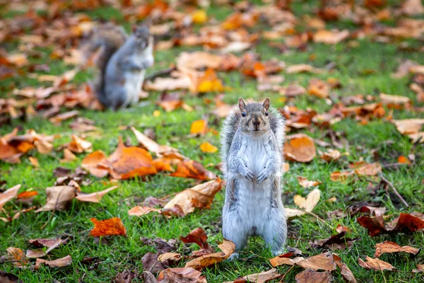 Squirrels Park Autumn — Stock Photo, Image