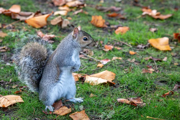 Squirrel Standing Park Autumn Shallow Depth Field — Stock Photo, Image
