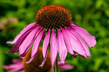 Mor bir koni çiçeğine yakın plan, sığ bir alan derinliği var.