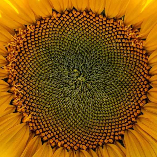 Close Centre Sunflower — Stock Photo, Image