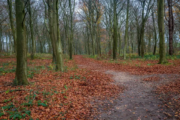 Sentiero Attraverso Una Foresta Nel Sussex Giorno Inverno — Foto Stock