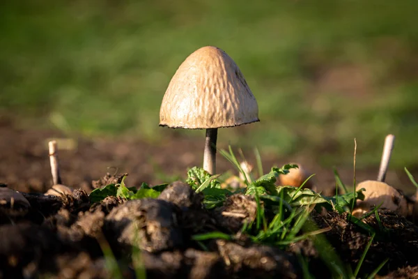 Ein Panaeolus Semiovatus Pilz Der Landschaft Von Sussex Einem Sonnigen — Stockfoto