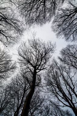 Bir kış günü, ormandaki çıplak ağaçlara bakıyorum.