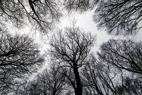 Looking up at bare trees in a forest, on a winters day