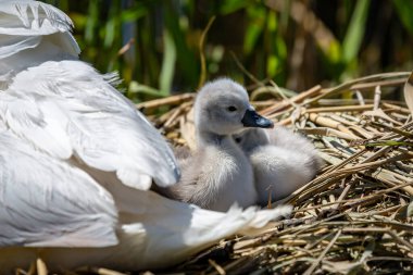 İlkbaharda bir yuvada, sığ bir alan derinliğinde bir cygnet.