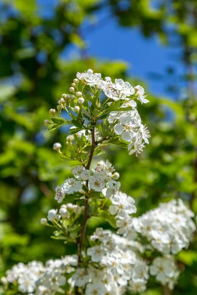 Красивый Яблочный Цветок Весной Неглубокой Глубиной Поля — стоковое фото