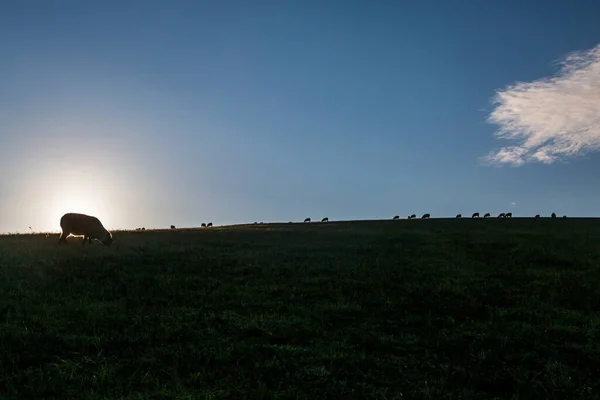 Betande Får South Downs Solig Höstmorgon — Stockfoto