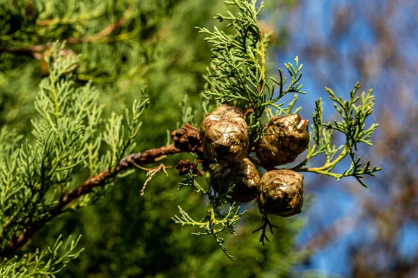 Närbild Cypress Träd Kottar Solig Vintrar Dag — Stockfoto