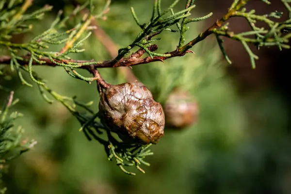 Närbild Cypress Träd Kottar Solig Vintrar Dag — Stockfoto