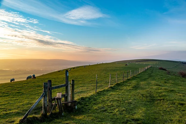 Schapen Grazen Een Heuvel South Downs Een Zonnige Winters Middag — Stockfoto