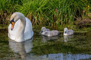 Güneşli bir bahar gününde, bir derede bir kuğu ve cygnet