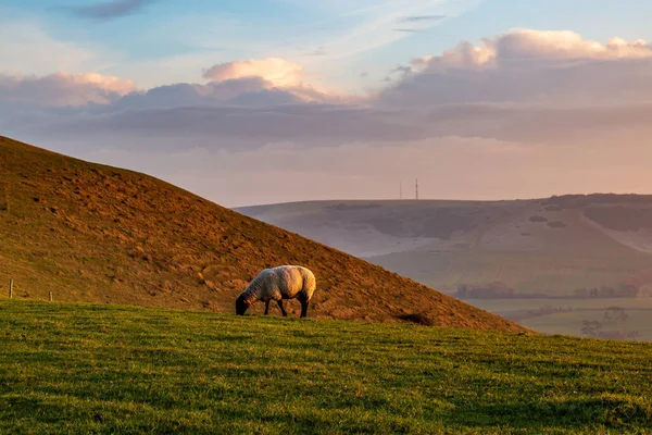 Güney Downs Bir Koyun Otlatıyor Lewes Yakınlarında Bir Kış Öğleden — Stok fotoğraf