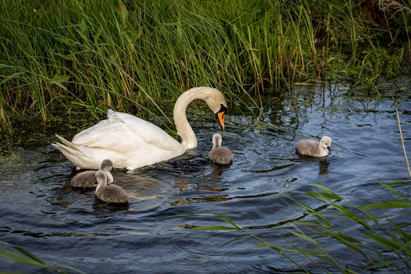 Cisne Mosquito Nadando Arroyo Sussex Día Primavera — Foto de Stock