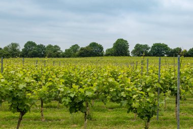 Bir Yaz Günü Surrey üzüm bağında asma ağaçları.