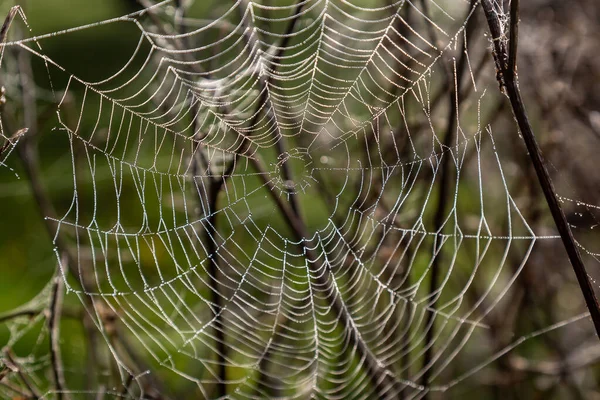 Una Ragnatela Ragni Con Rugiada Del Mattino Presto — Foto Stock