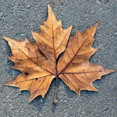 Kışın zeminde kahverengi bir Sycamore Yaprağı