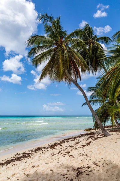 Una Palmera Una Playa Caribeña Arena Con Océano Turquesa Detrás —  Fotos de Stock