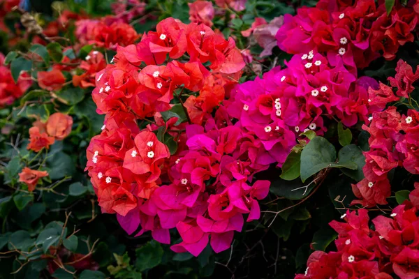 Bogactwo Czerwonych Różowych Kwiatów Bougainvillia Rosnących Wyspie Barbados — Zdjęcie stockowe