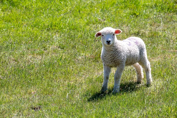 在春天的阳光下 一只小羊站在草地上 — 图库照片