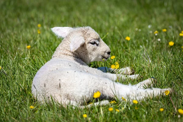 Agnello Adagiato Tra Fiori Selvatici Prato Sotto Sole Primaverile — Foto Stock