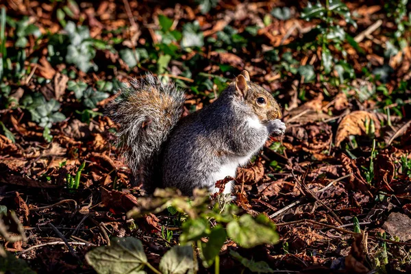 Gray Squirrel Eating Nut Park Winter — Stock Photo, Image